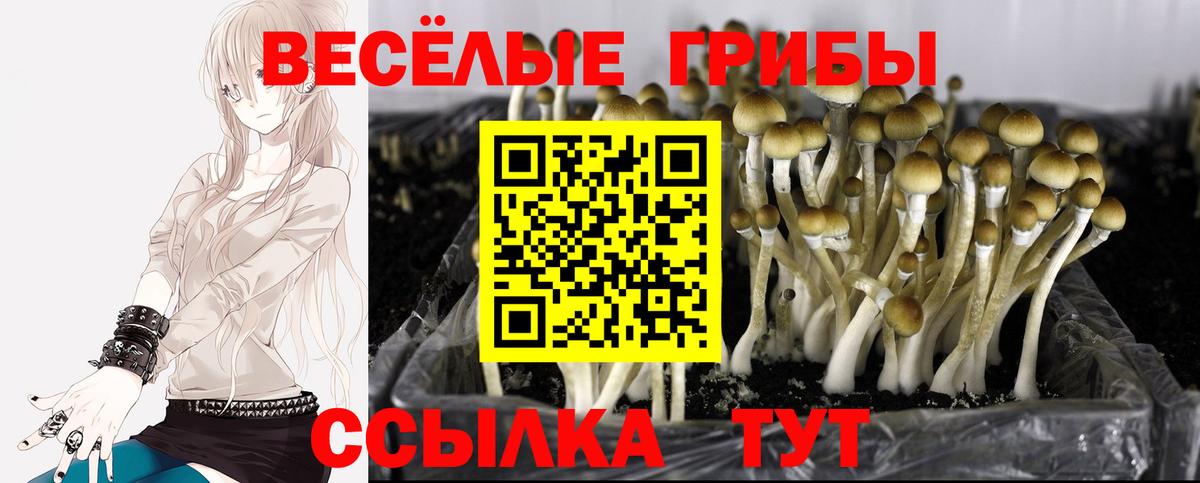 Псилоцибиновые грибы Psilocybe  Воронеж 